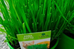 Erba Gatto € 2.00