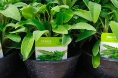 Salvia € 2.00