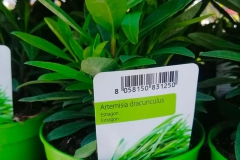 Artemisia € 2.00