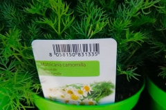 Camomilla Matricaria € 2.00